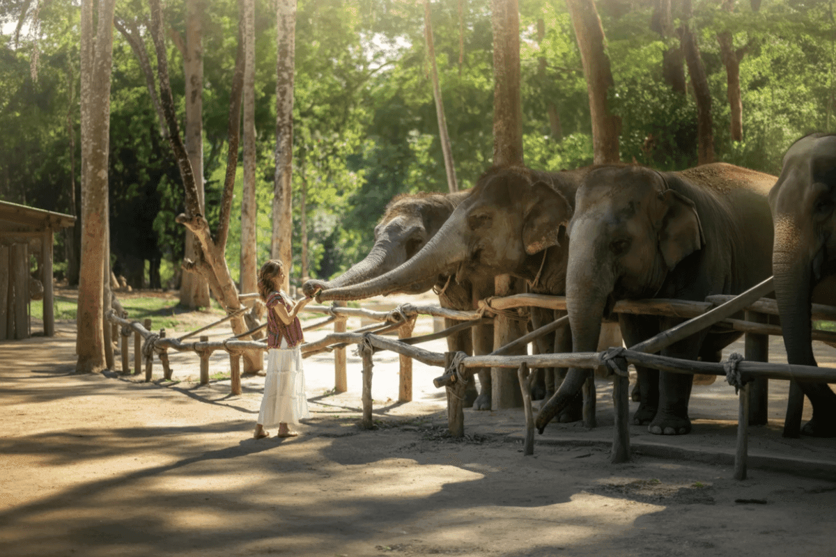 Elephant Jungle Sanctuary Feed experience