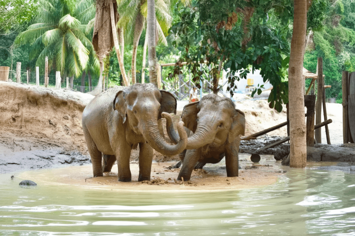 Elephant Jungle Sanctuary Feed experience