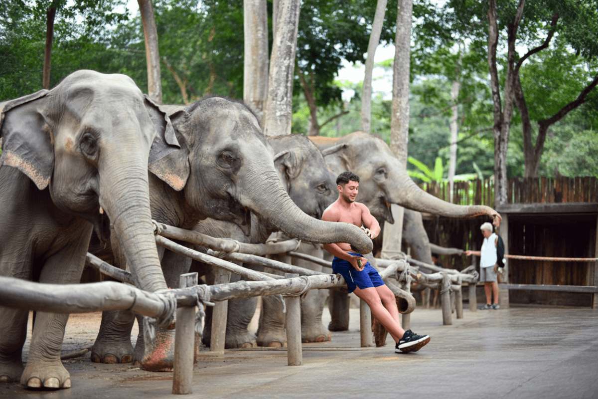 Elephant Jungle Sanctuary Feed experience