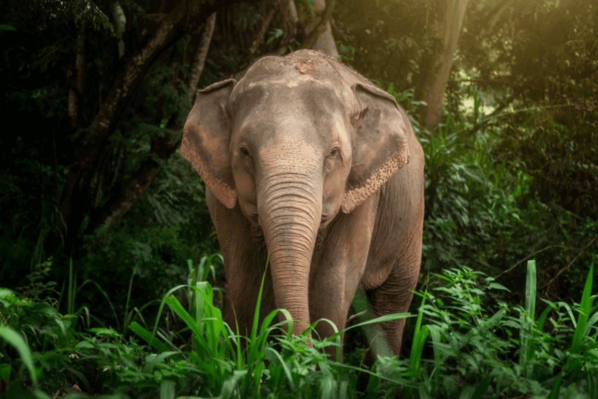 Elephant Jungle Sanctuary Feed experience