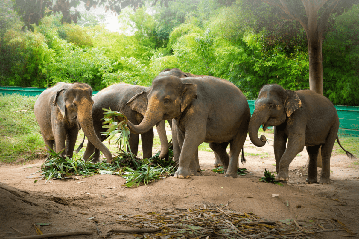 Elephant Jungle Sanctuary Feed experience
