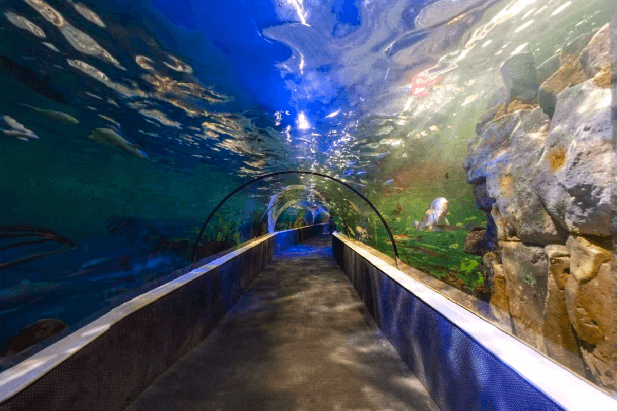 VinKE and Vin Pearl Aquarium
