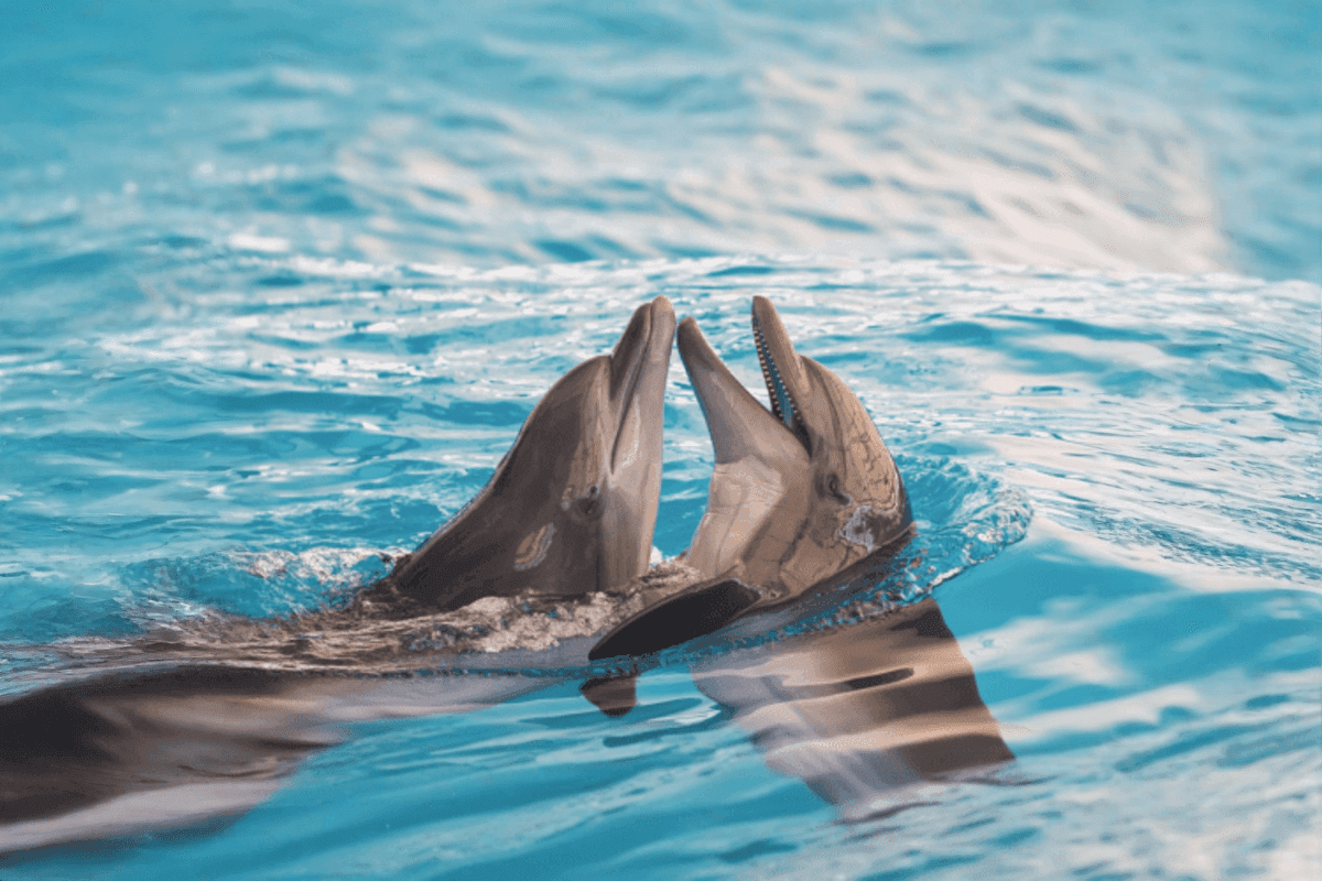 Dolphinarium Pattaya