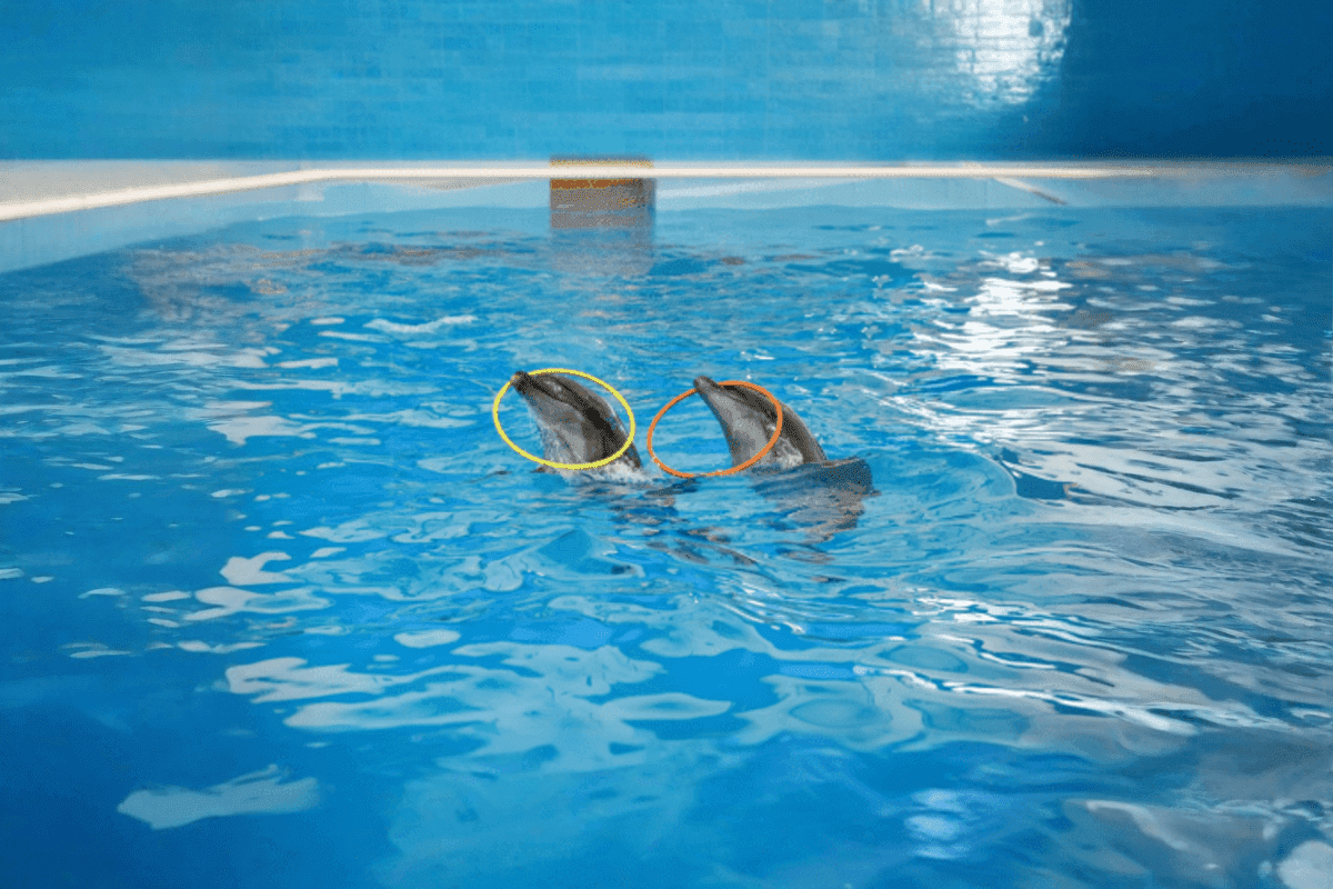 Dolphinarium Pattaya