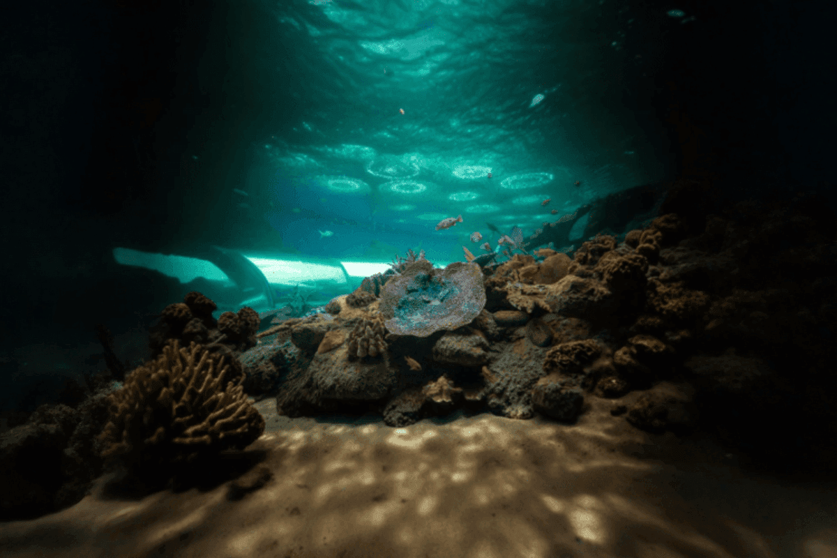 Underwater World