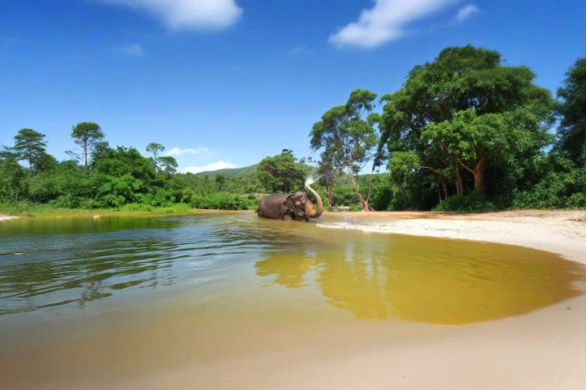 Pattaya Elephant Sanctuary