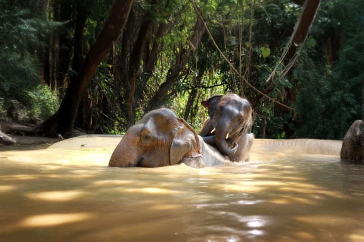 Pattaya Elephant Sanctuary
