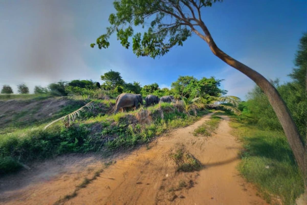 Pattaya Elephant Sanctuary