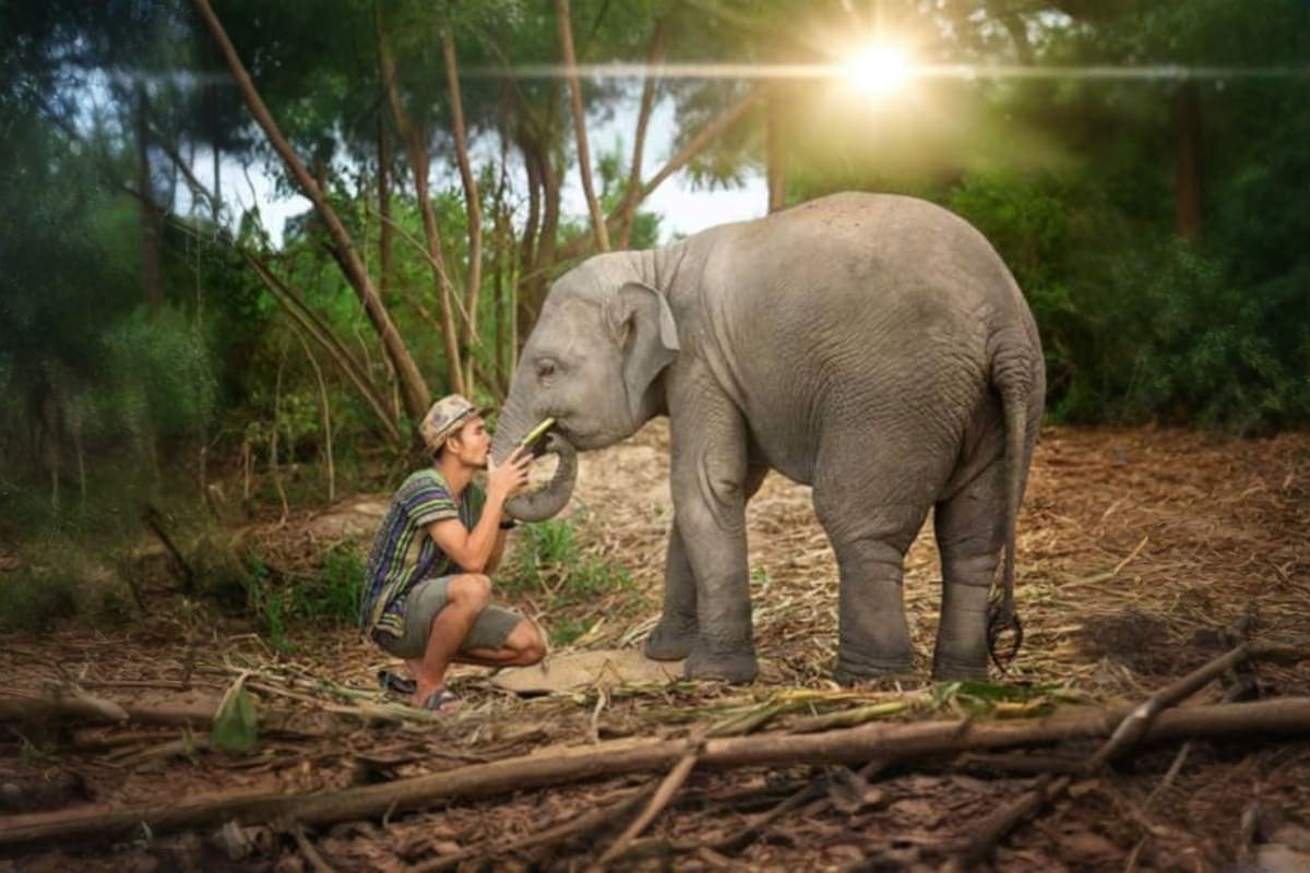 Pattaya Elephant Sanctuary