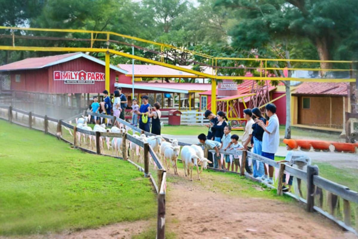 Family Park Pattaya Sheep Farm