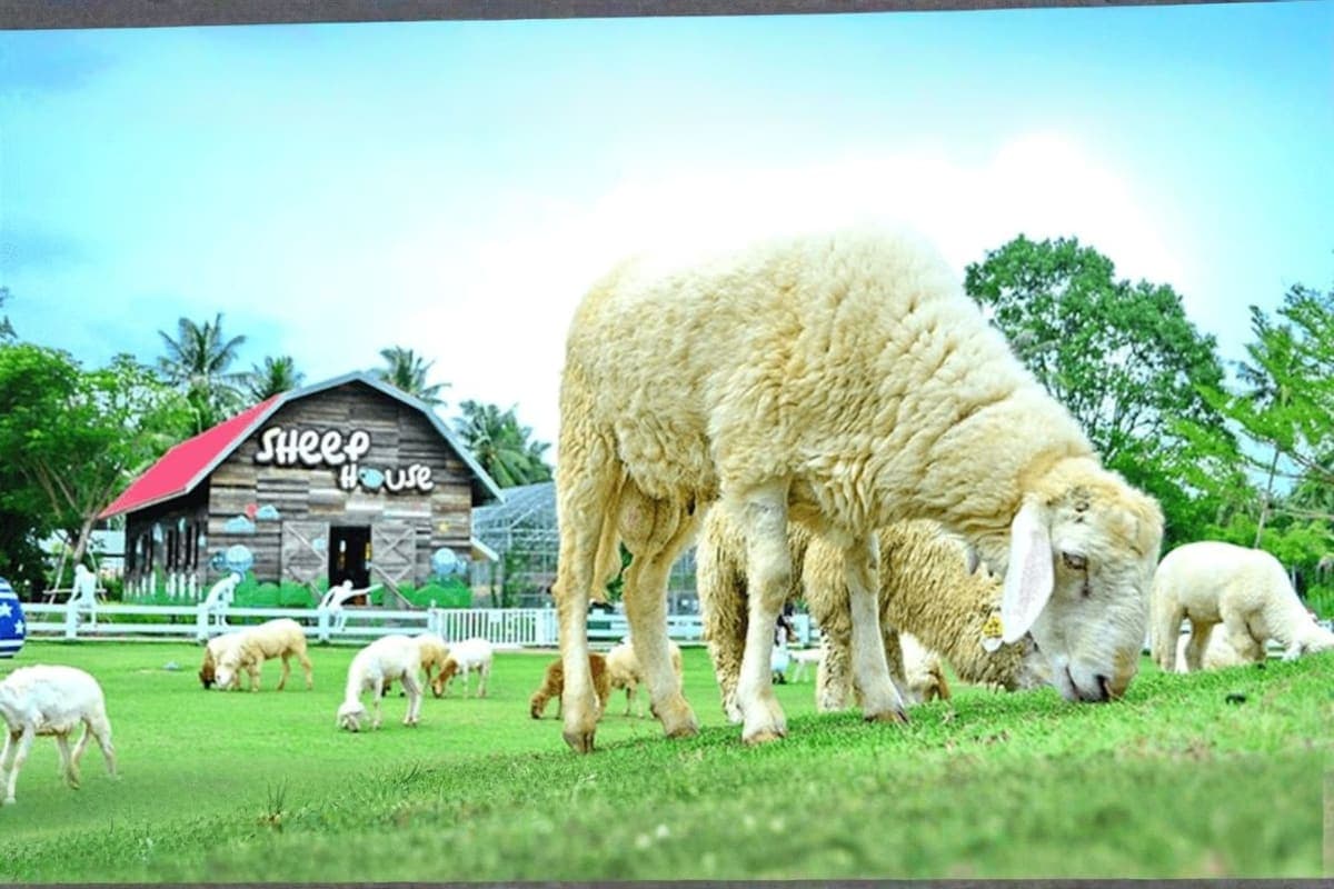 Family Park Pattaya Sheep Farm