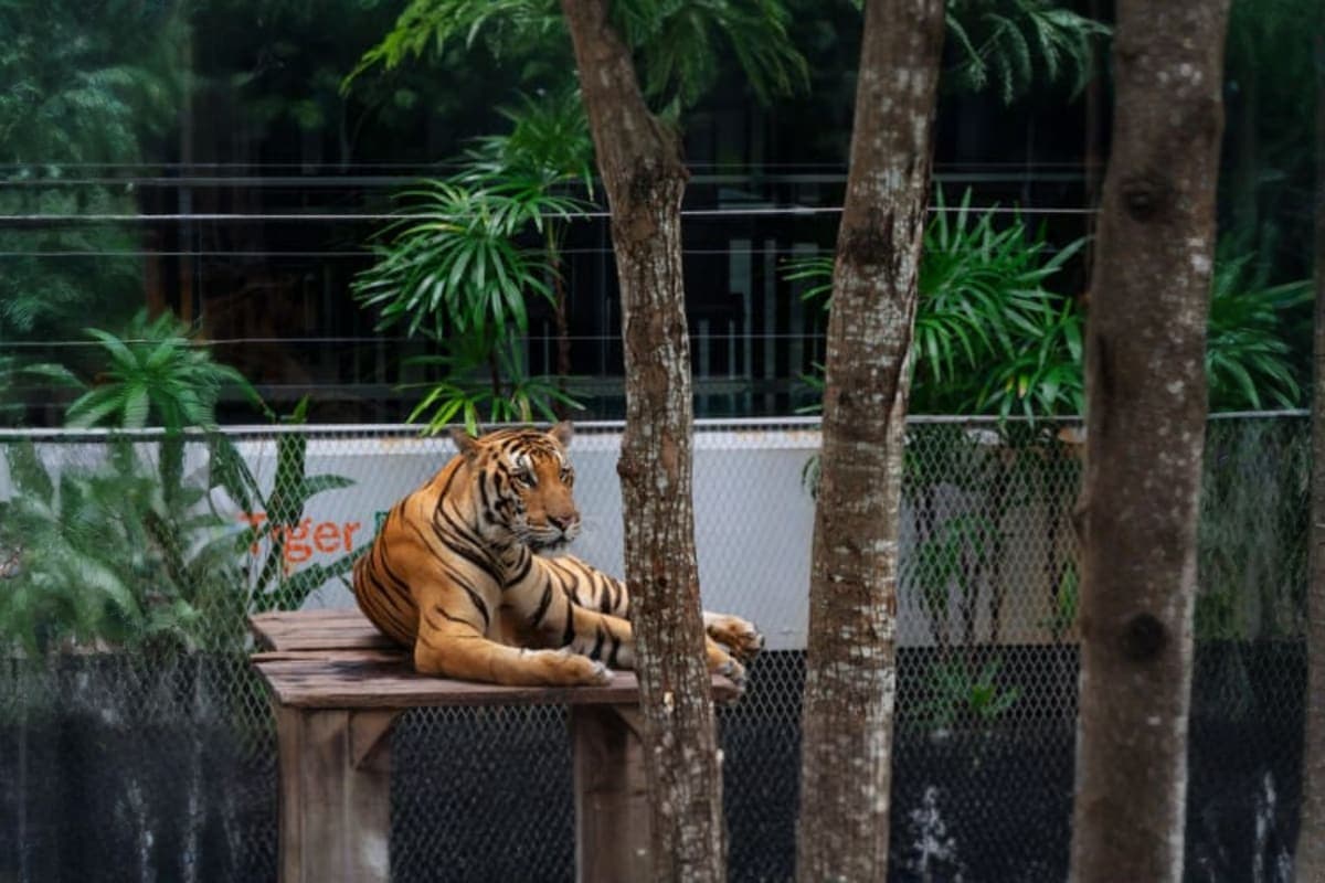 Tiger park