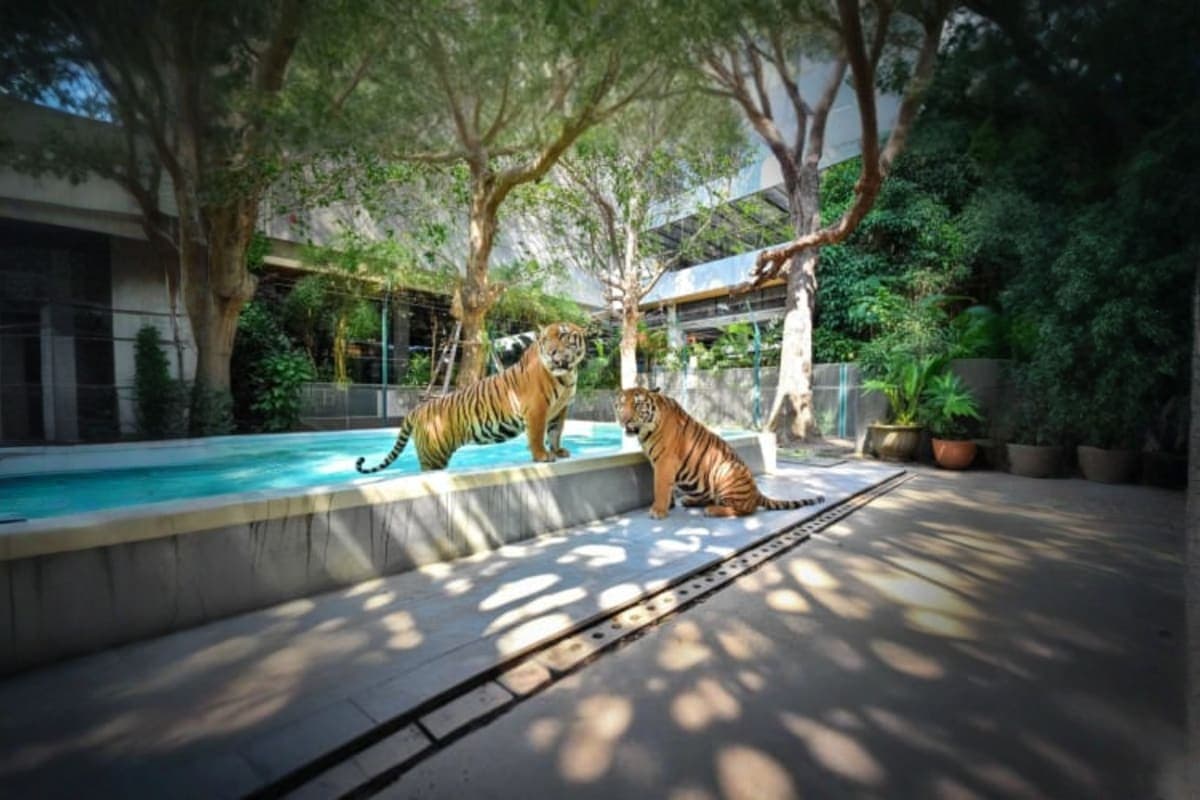 Tiger park
