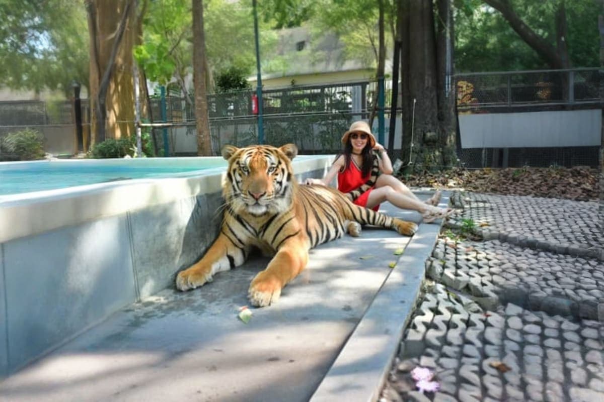Tiger park