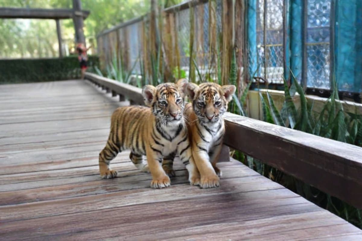 Tiger park
