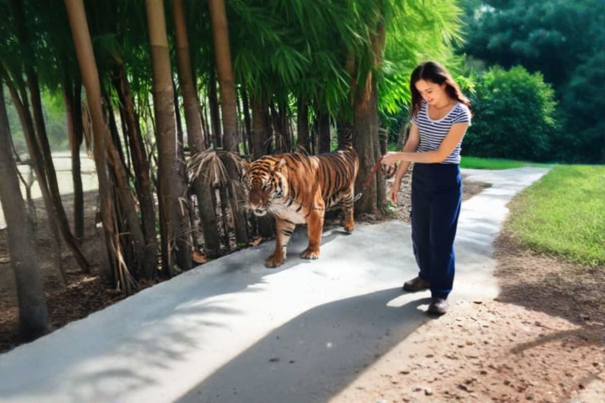 Sriracha Tiger topia Zoo