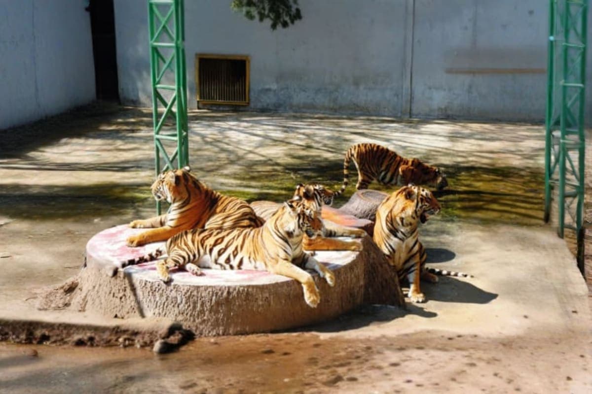 Sriracha Tiger topia Zoo
