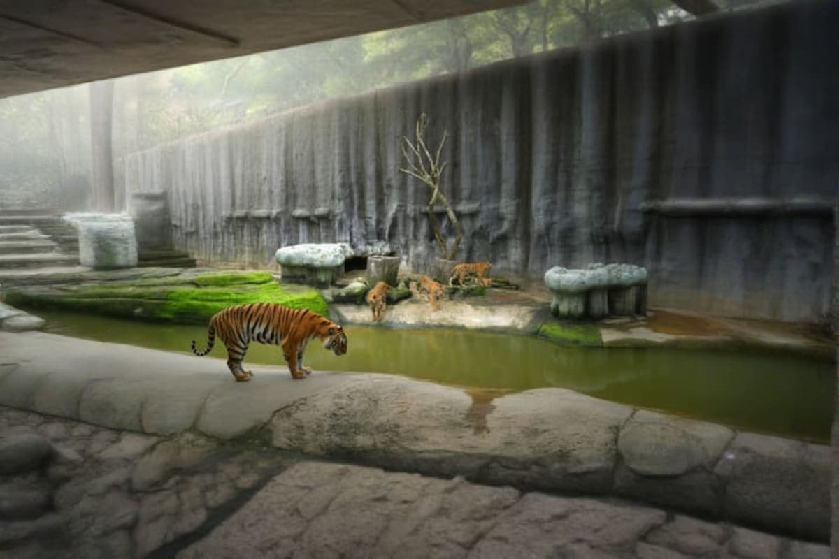 Sriracha Tiger topia Zoo
