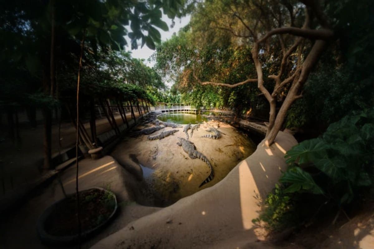 The Million Years Stone Park And Pattaya Crocodile Farm Pattaya