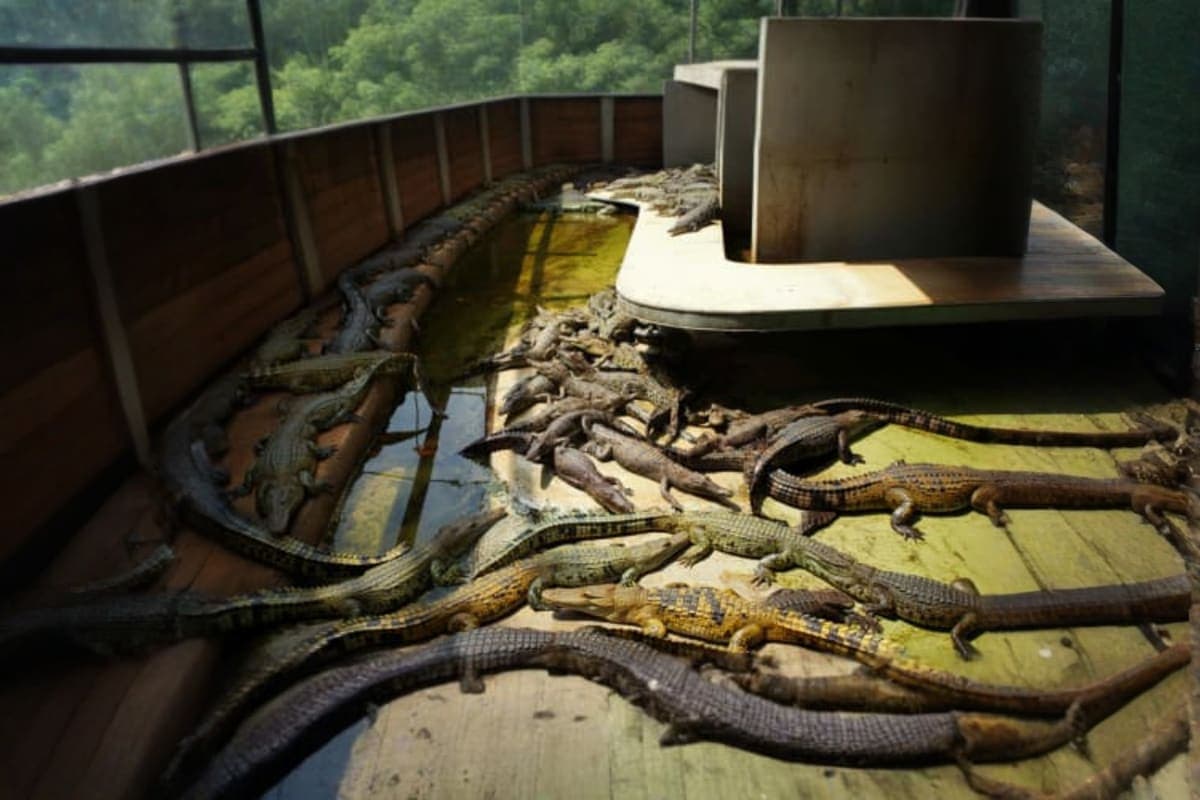 The Million Years Stone Park And Pattaya Crocodile Farm Pattaya