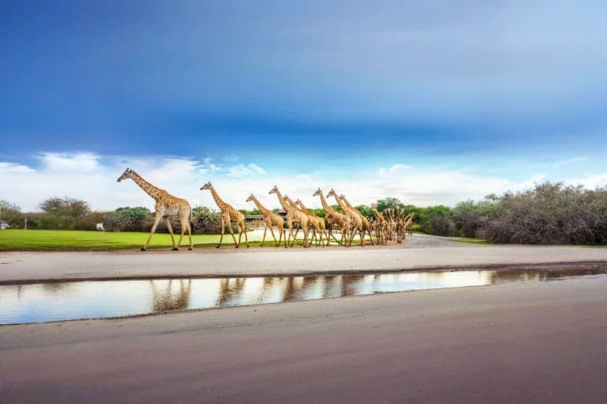 Safari World