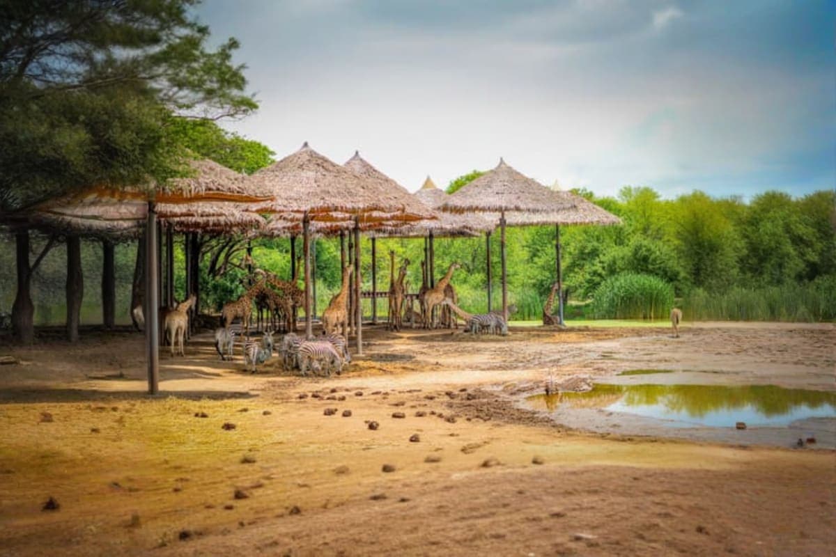 Safari World