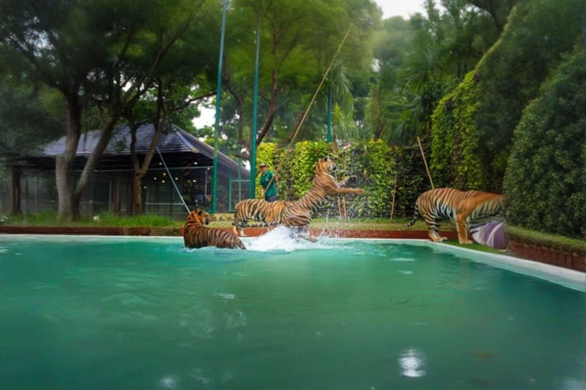Tiger Kingdom