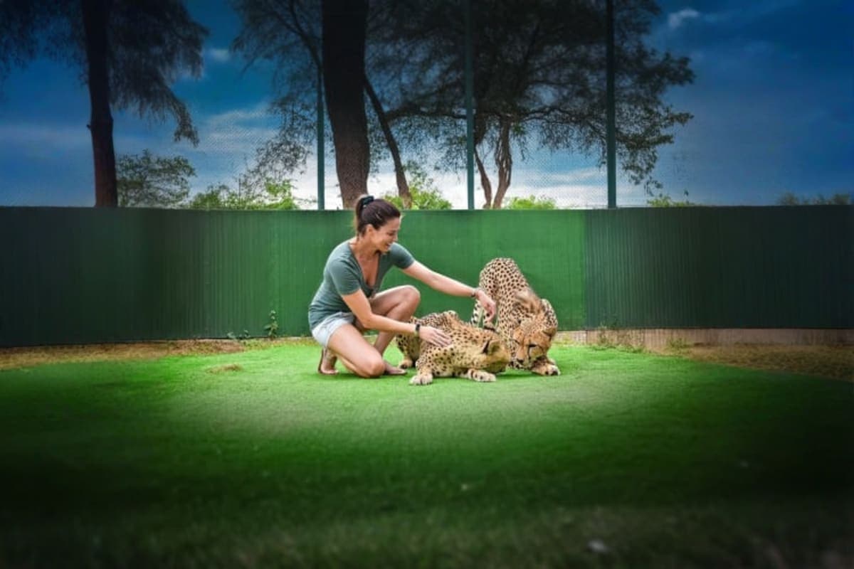 Tiger Kingdom