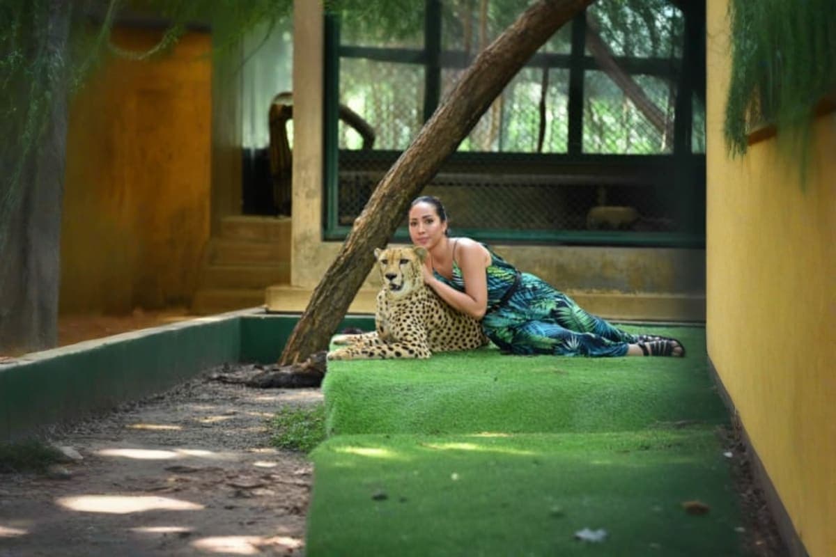 Tiger Kingdom