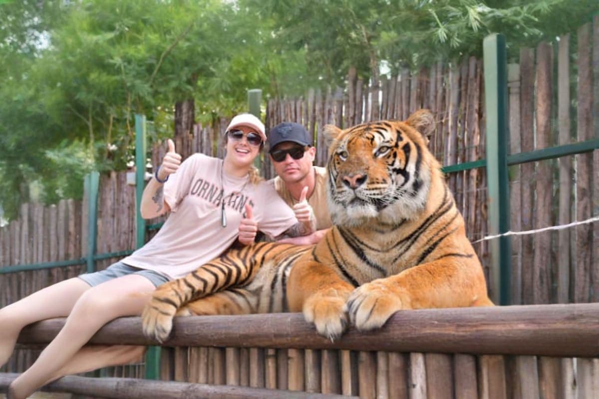 Tiger Kingdom