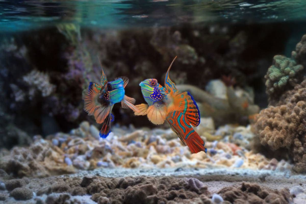 Aquarium Phuket