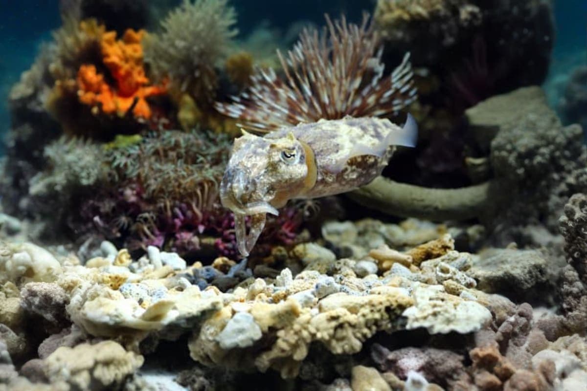 Aquarium Phuket