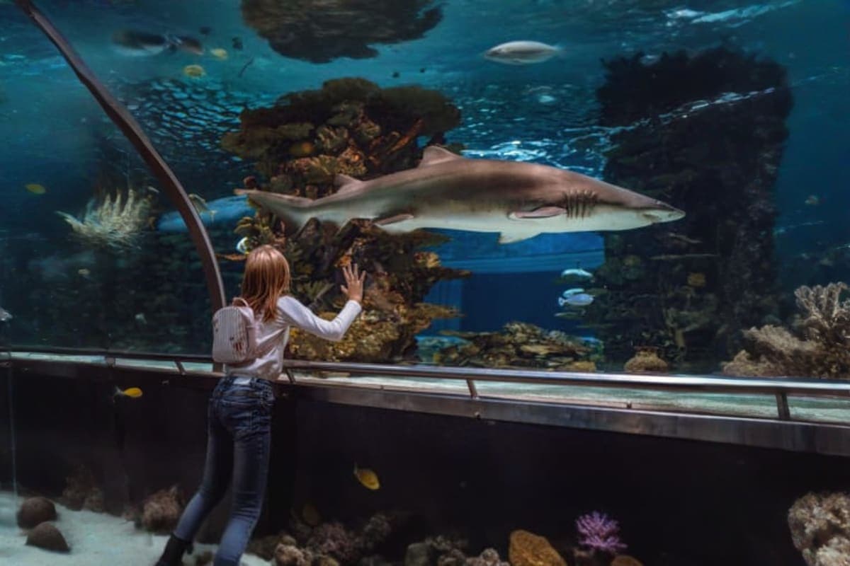 Aquarium Phuket