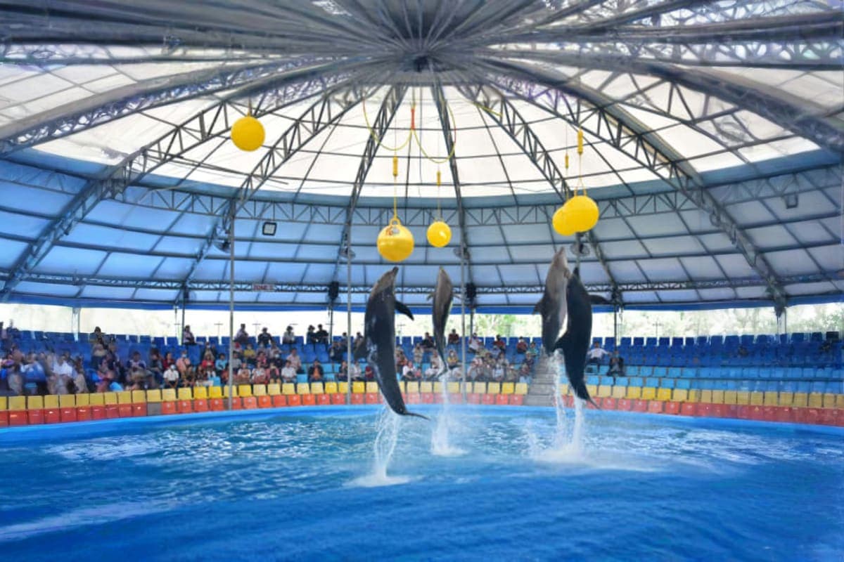 Dolphin Bay