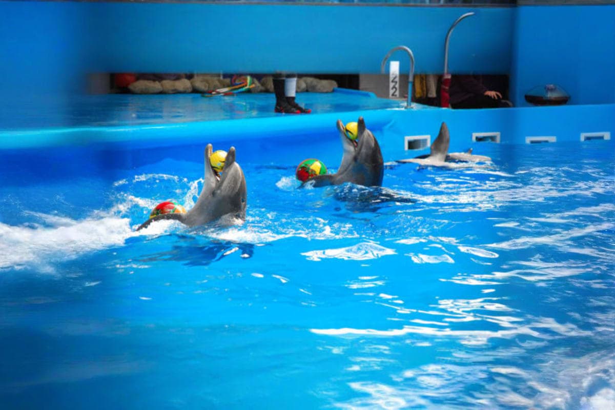 Dolphin Bay
