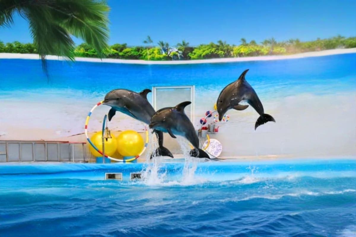 Dolphin Bay