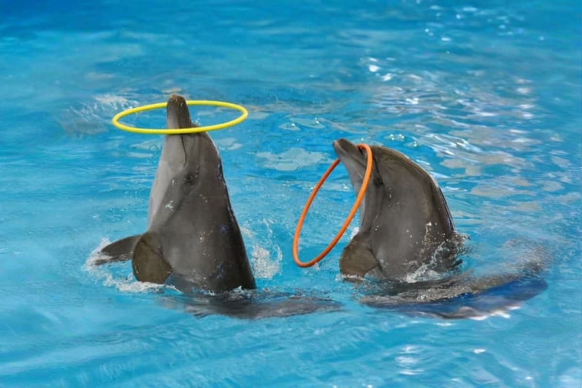Dolphin Bay