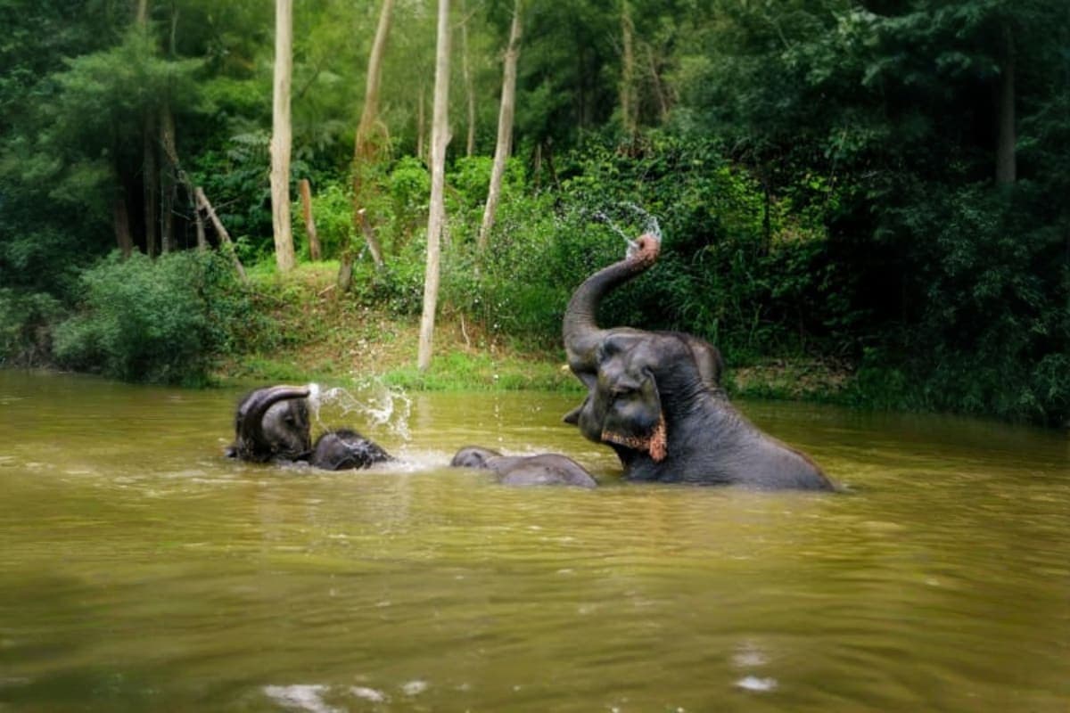 Elephant Wildlife Sanctuary