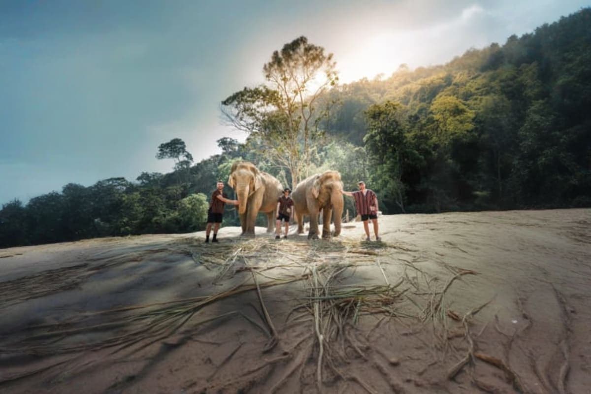 Elephant Wildlife Sanctuary