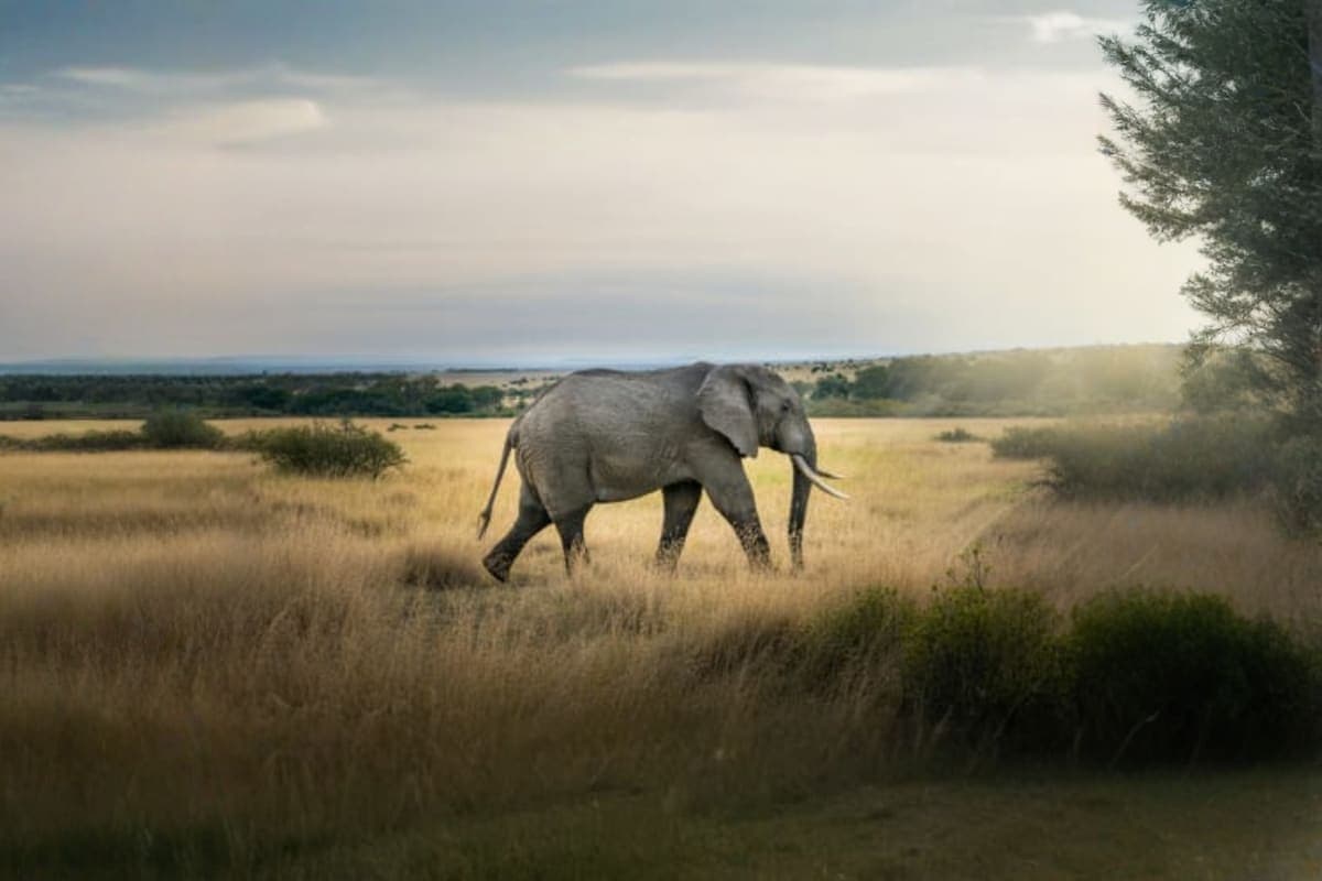 Elephant Wildlife Sanctuary