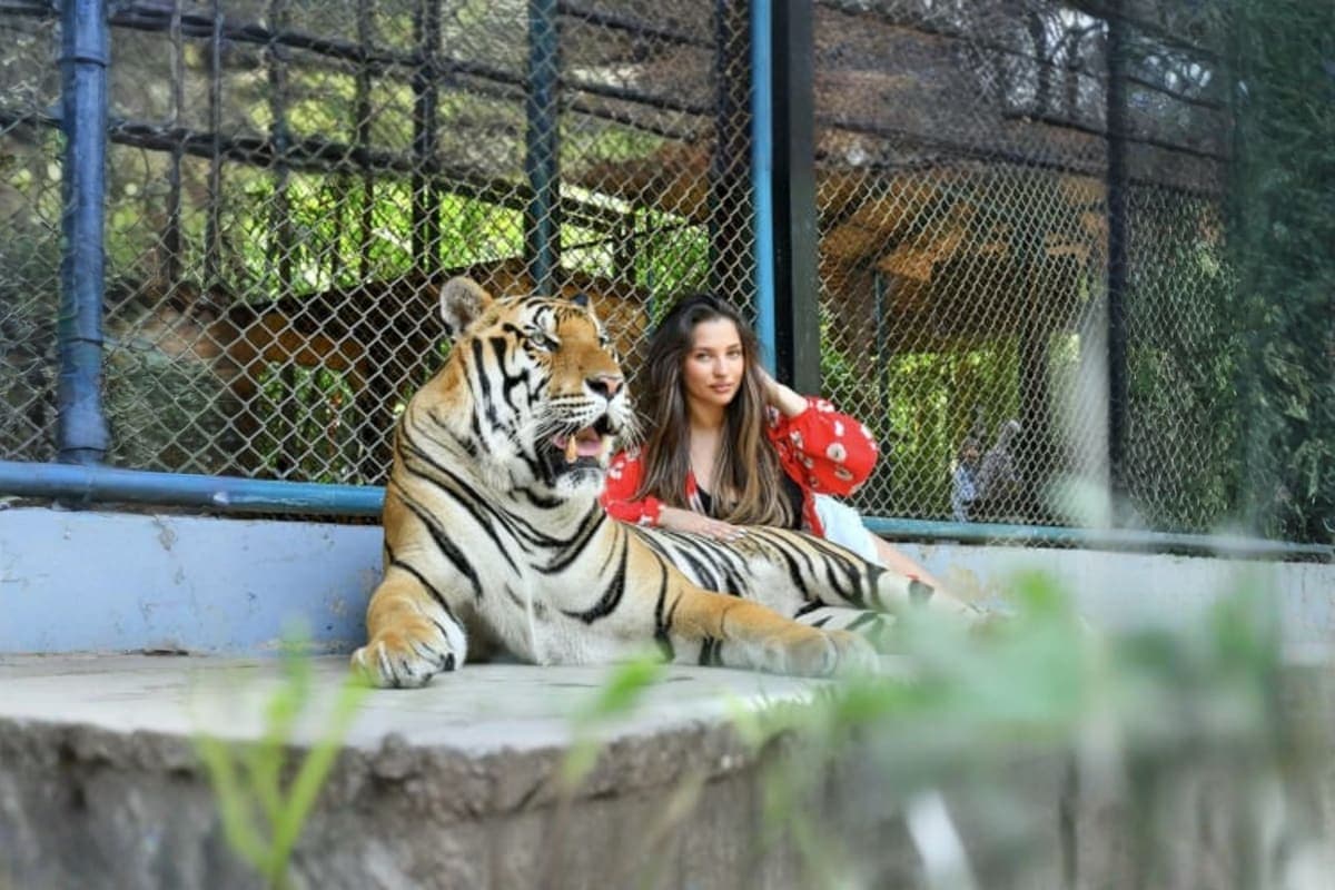 Tiger park