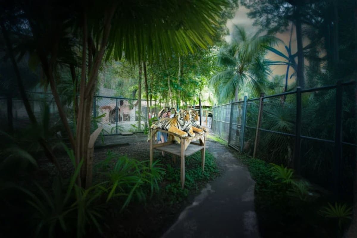 Tiger park