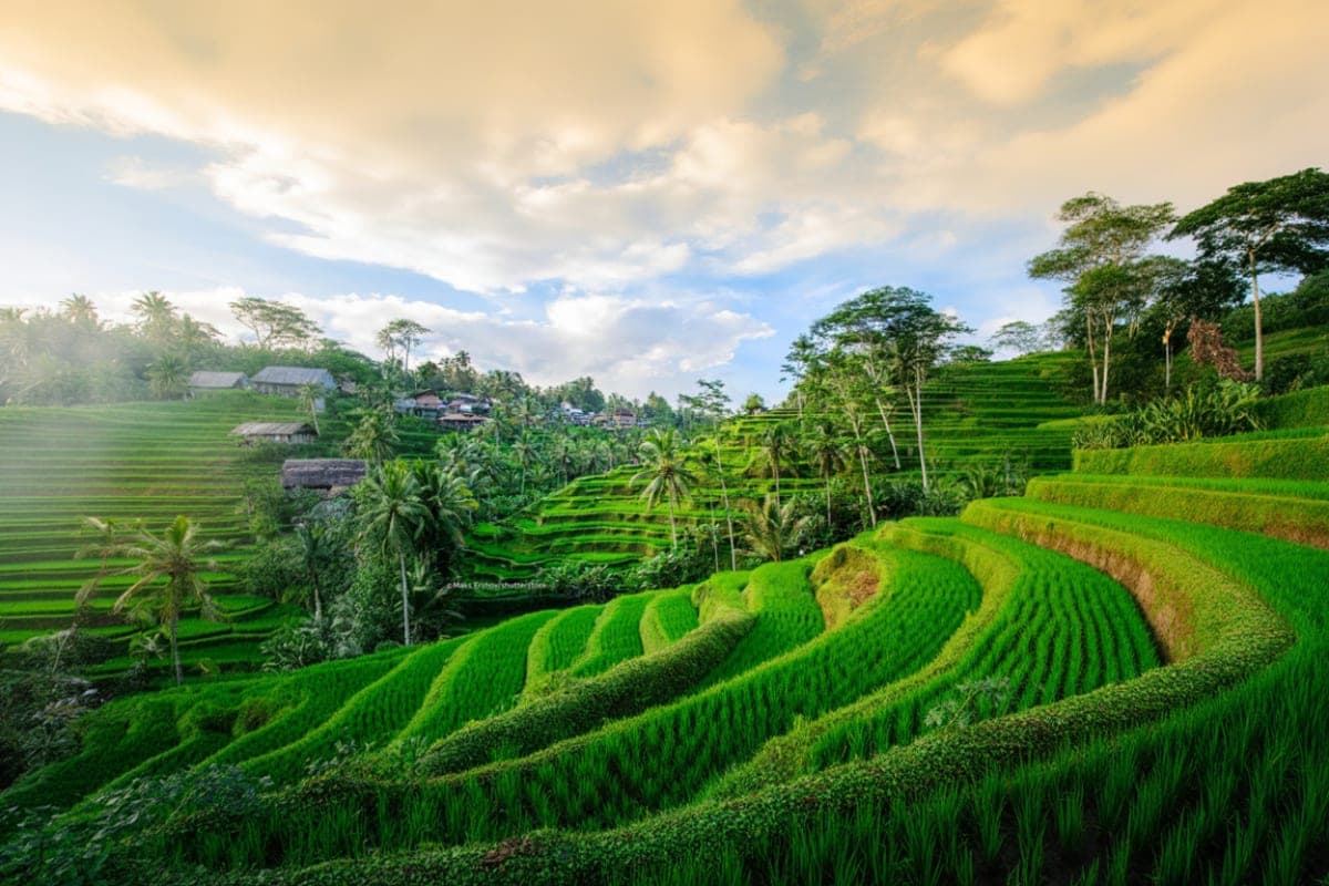 Ubud Highlights Private Day Tour