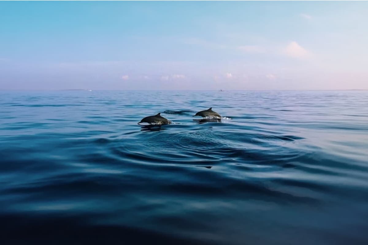 Lovina Dolphin Watching And North Bali Day Trip
