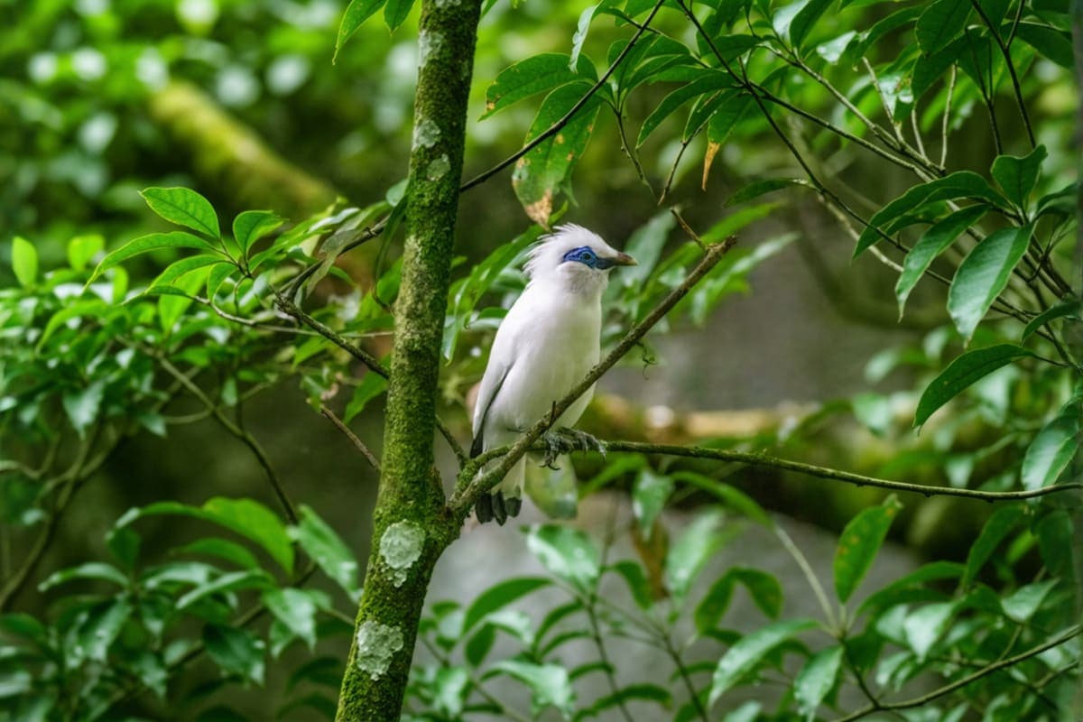 Bali Bird Park Ticket