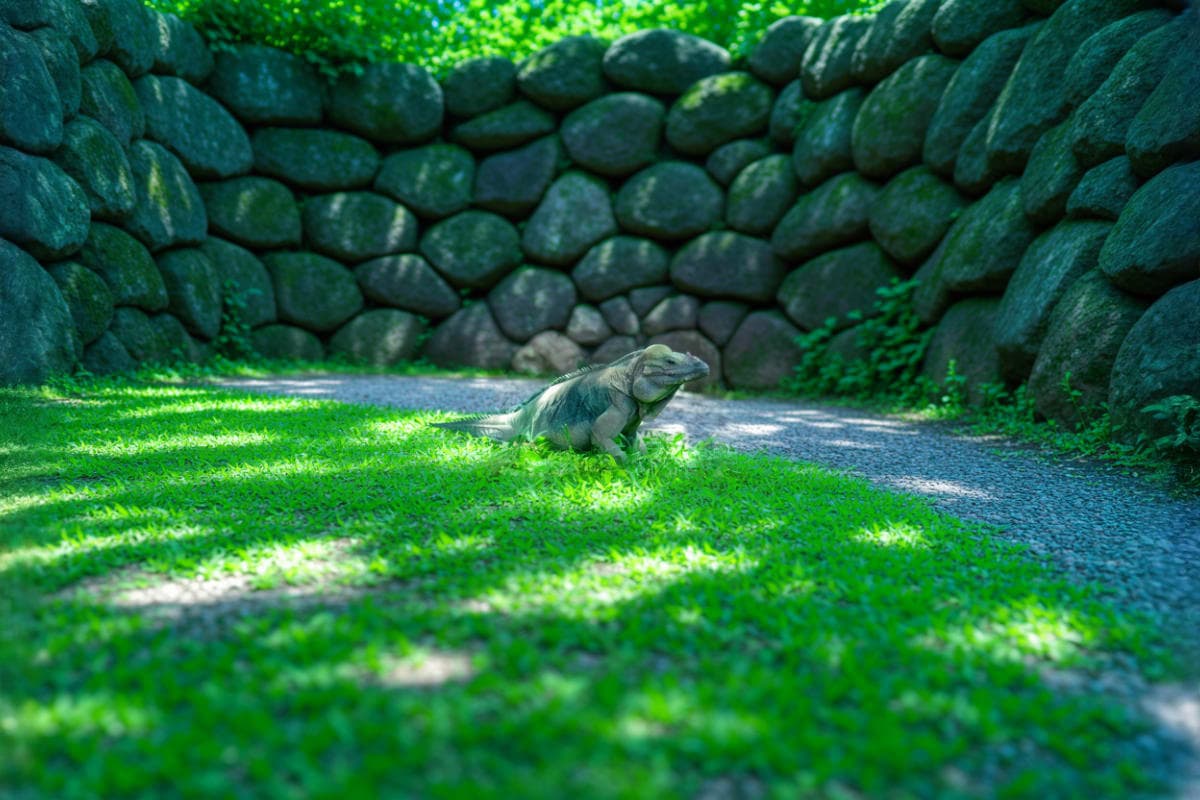Reptile Park Bali