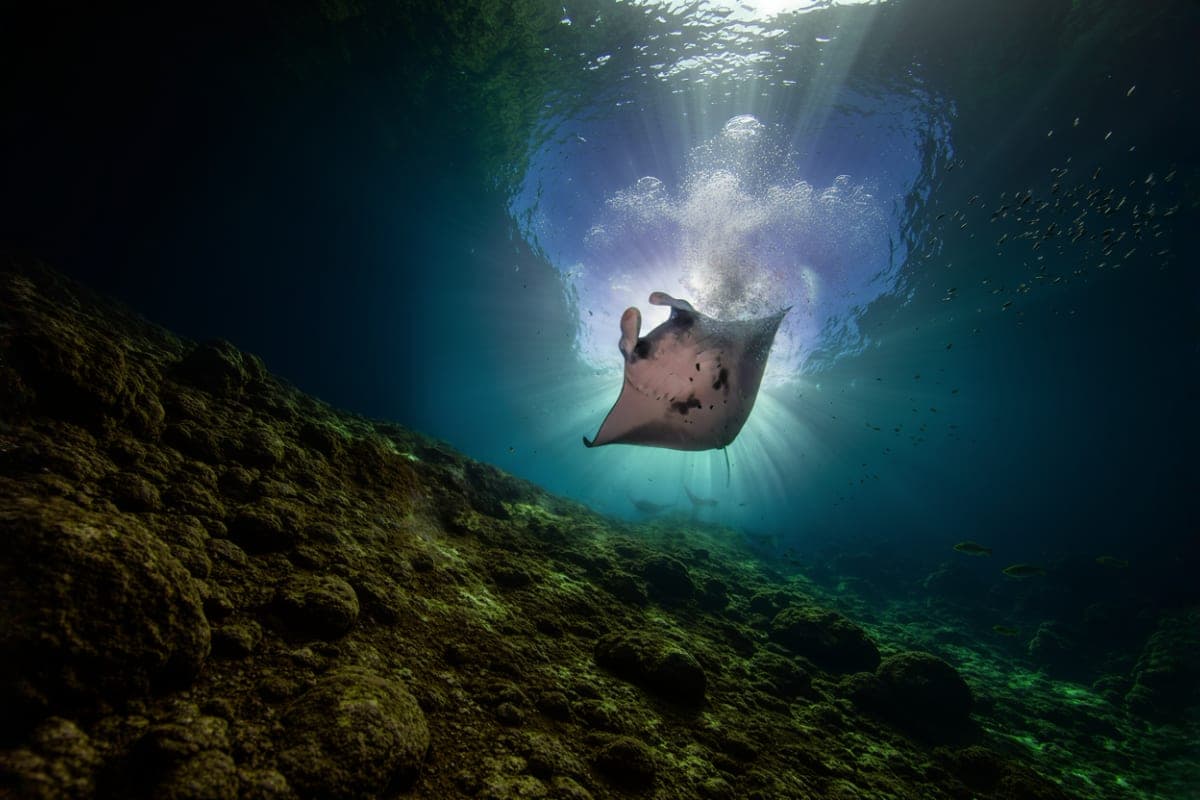 Nusa Penida Manta Ray Snorkeling Experience