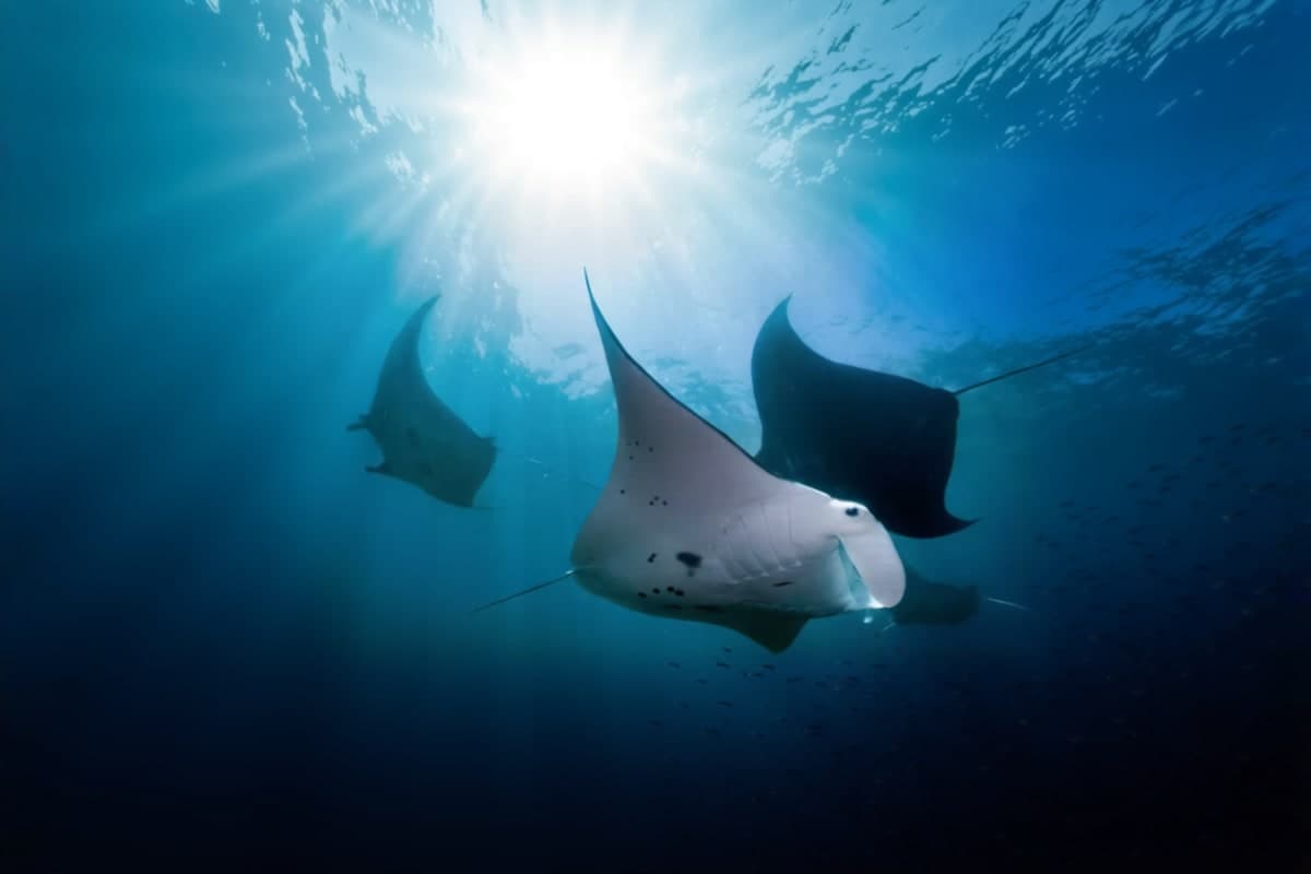Nusa Penida Manta Ray Snorkeling Experience