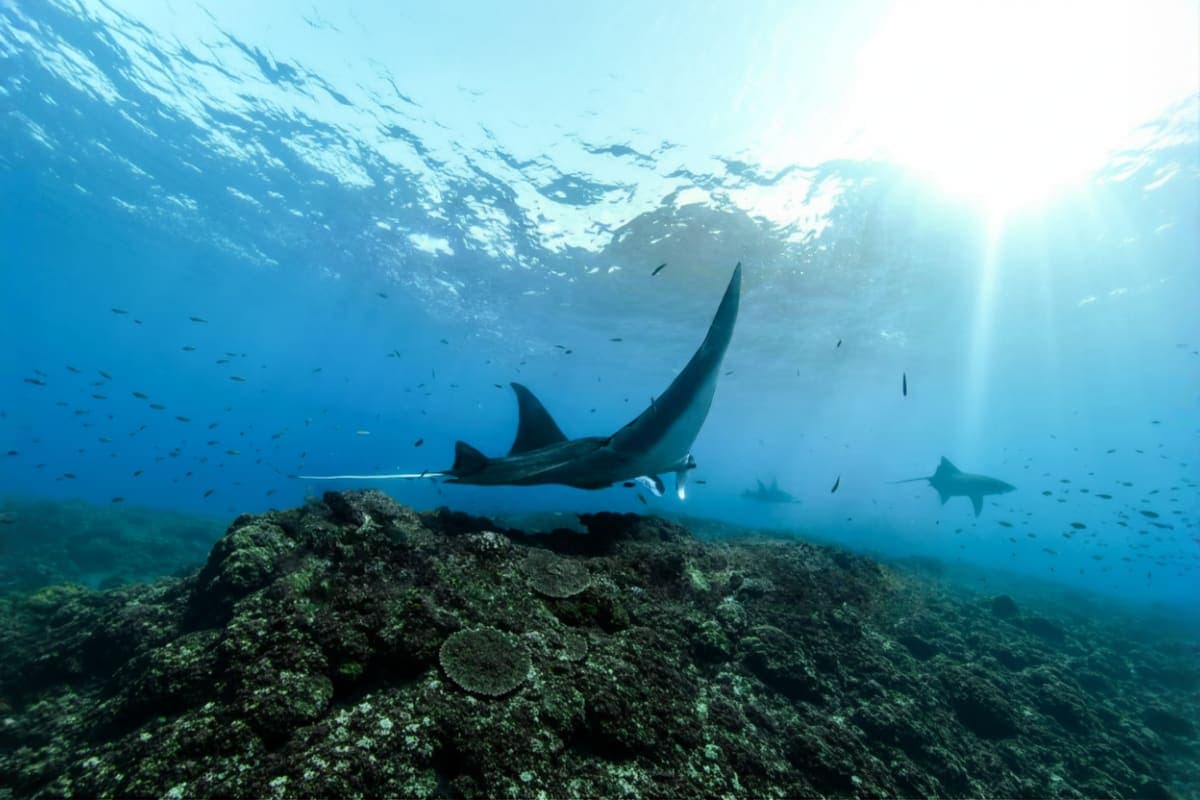 Nusa Penida Manta Ray Snorkeling Experience
