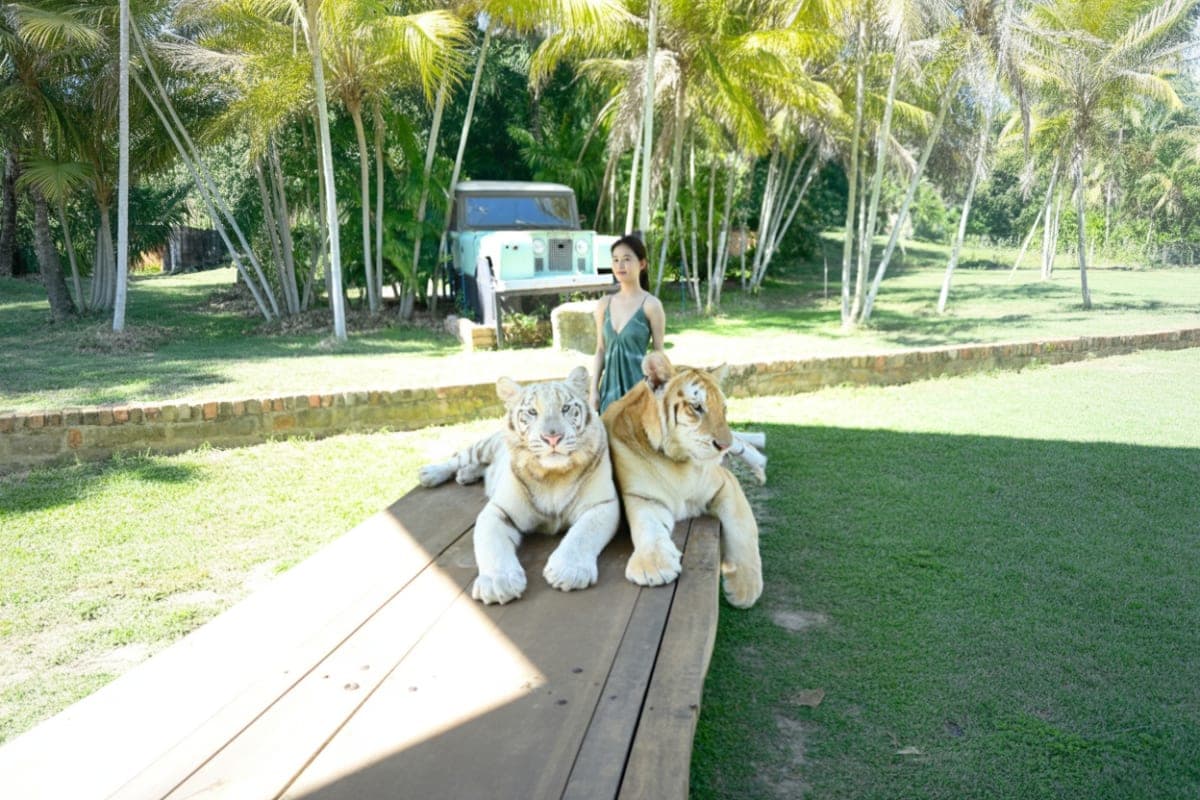 Tiger Kingdom Chiang Mai